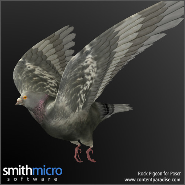Rock Pigeon by N/A