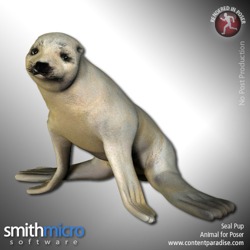Seal Pup by N/A