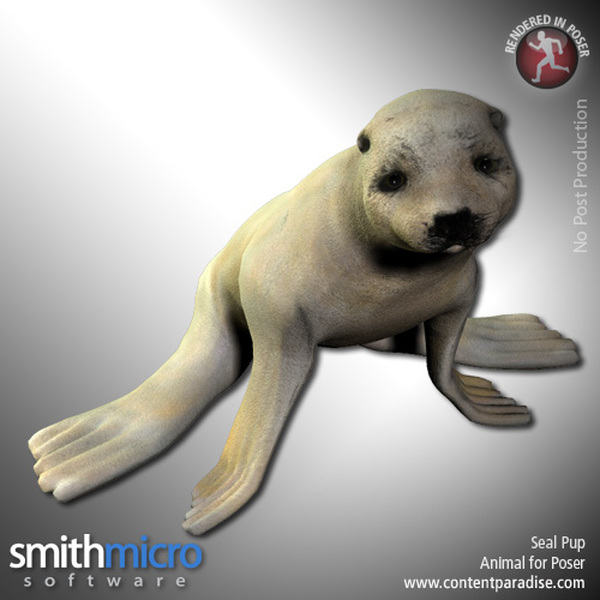 Seal Pup by N/A