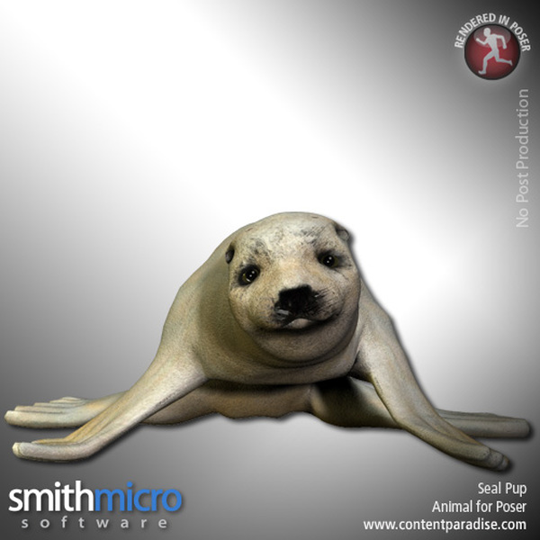 Seal Pup by N/A