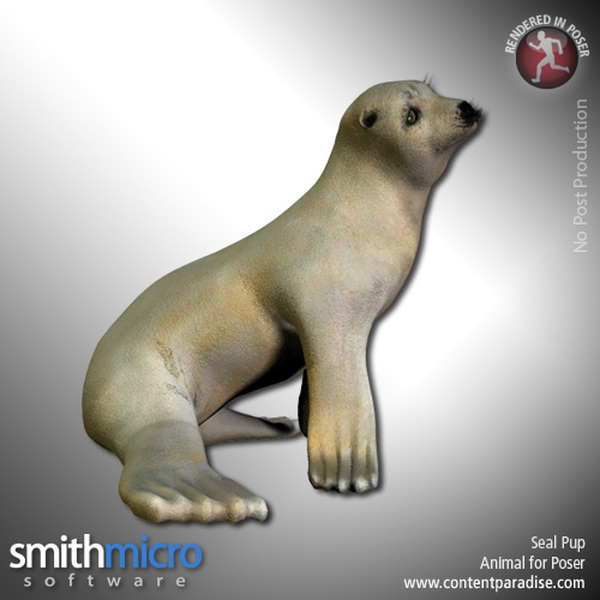 Seal Pup by N/A