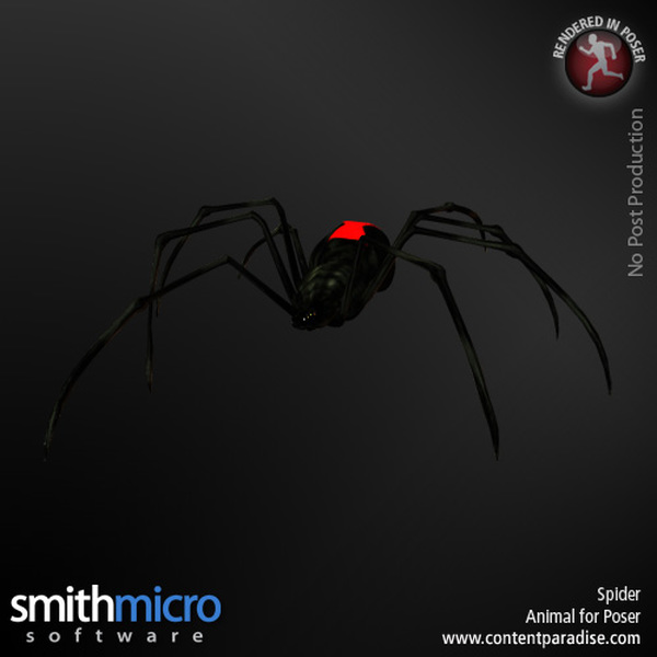 Black Widow Spider by N/A