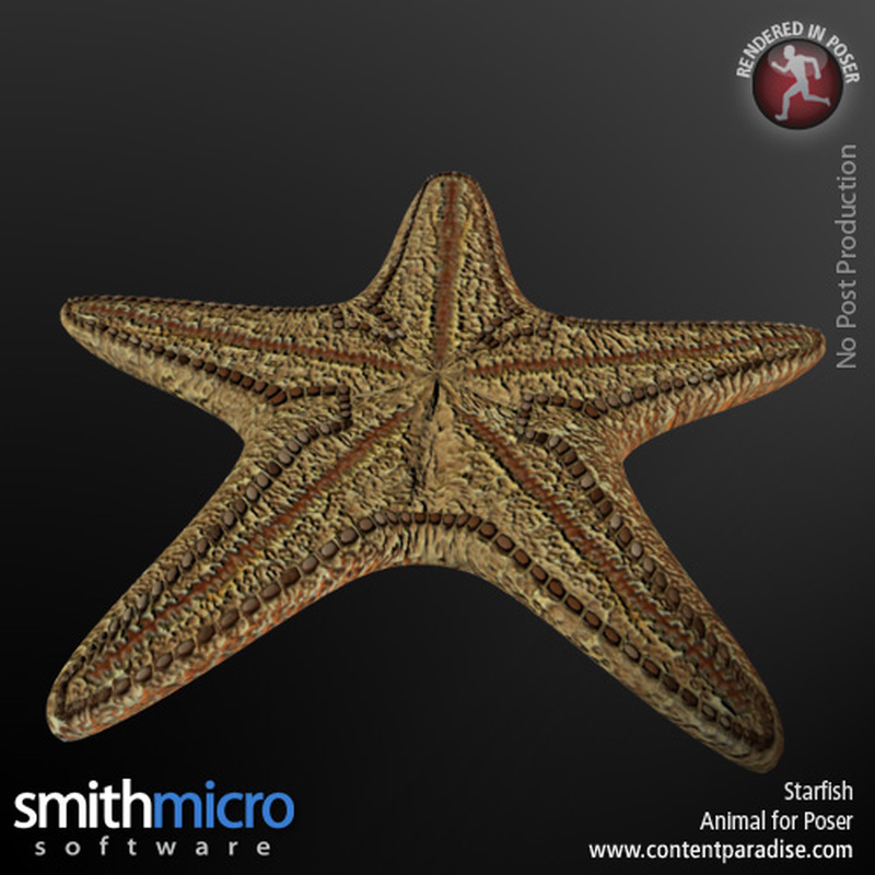 Sea Star by N/A