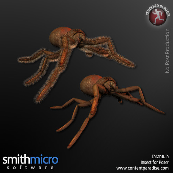 Tarantula by N/A