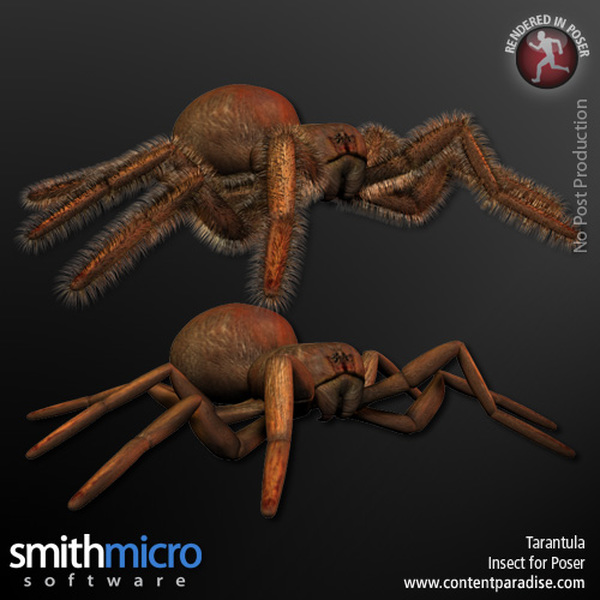 Tarantula by N/A