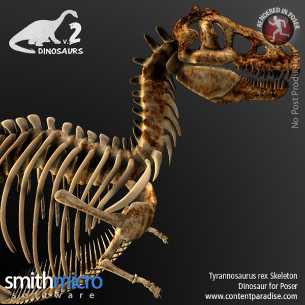 Tyrannosaurus Rex Skeleton by N/A