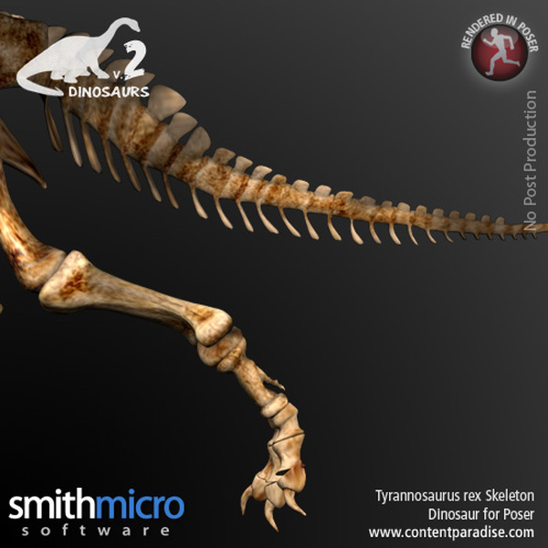 Tyrannosaurus Rex Skeleton by N/A