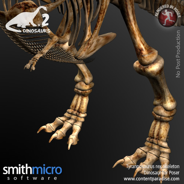 Tyrannosaurus Rex Skeleton by N/A