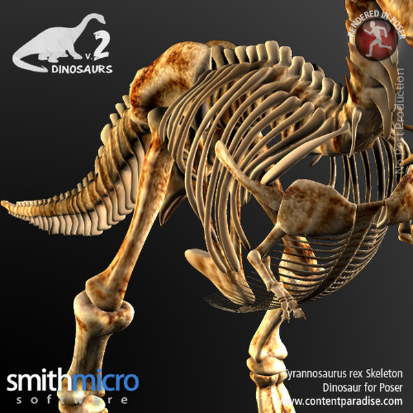 Tyrannosaurus Rex Skeleton by N/A