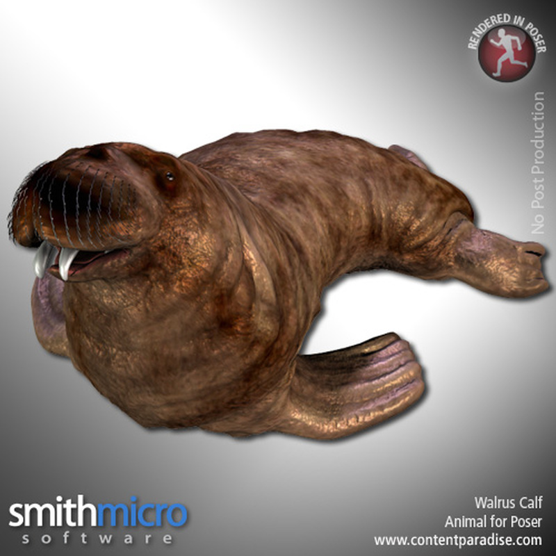 Walrus Calf by N/A