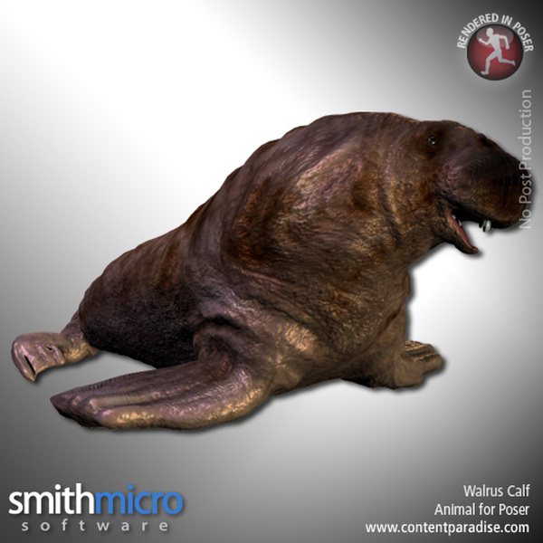Walrus Calf by N/A