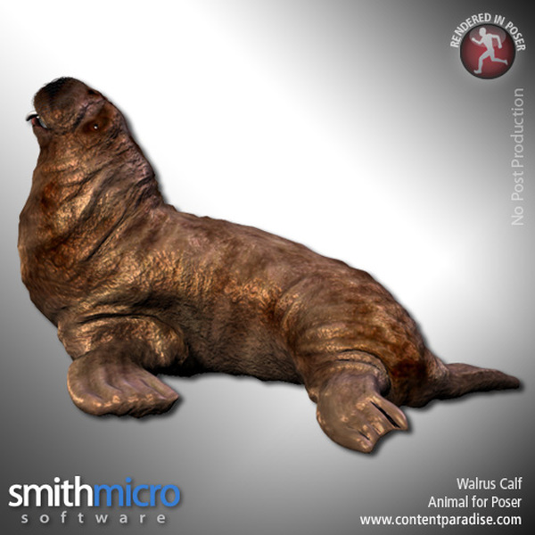 Walrus Calf by N/A