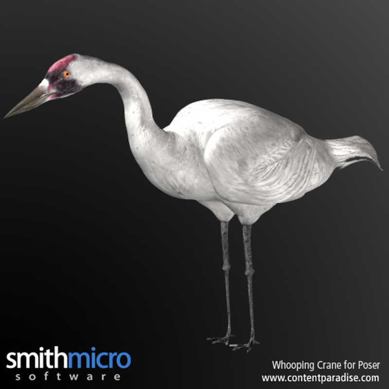 Whooping Crane by N/A