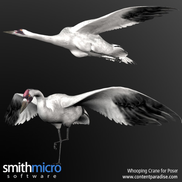 Whooping Crane by N/A