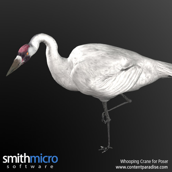 Whooping Crane by N/A
