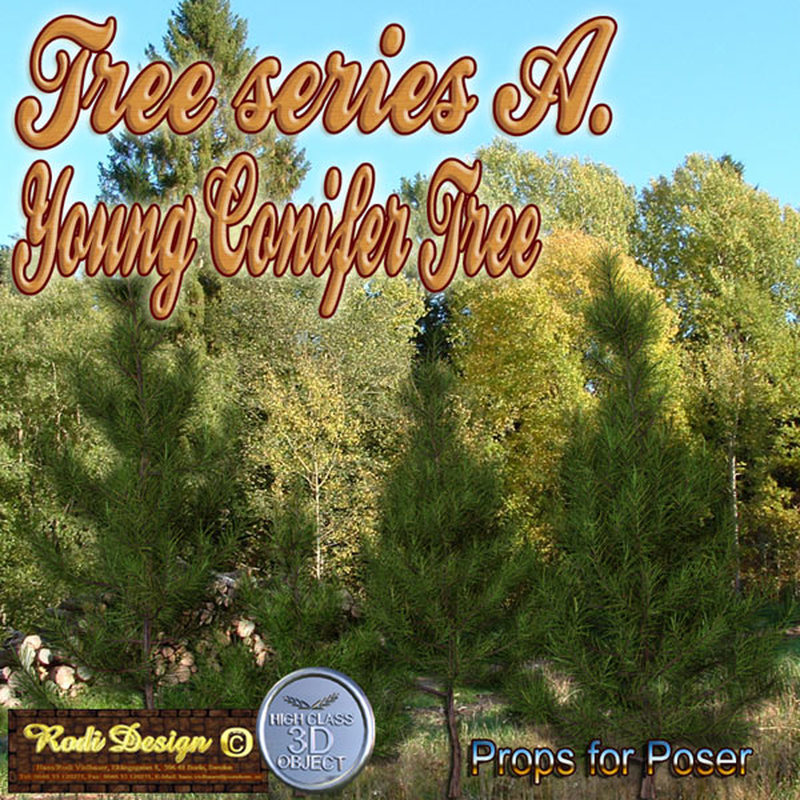 Young Conifer Tree by N/A