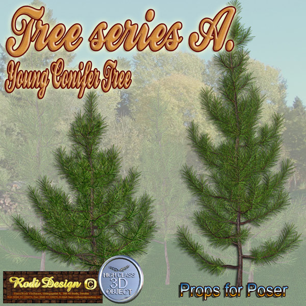 Young Conifer Tree by N/A