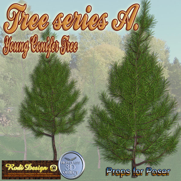 Young Conifer Tree by N/A