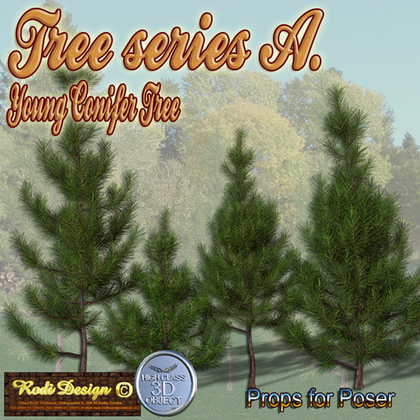 Young Conifer Tree by N/A
