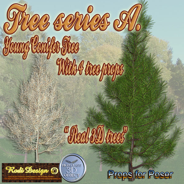 Young Conifer Tree by N/A