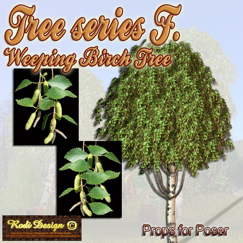 Tree Serie F, Weeping Birch Tree by N/A