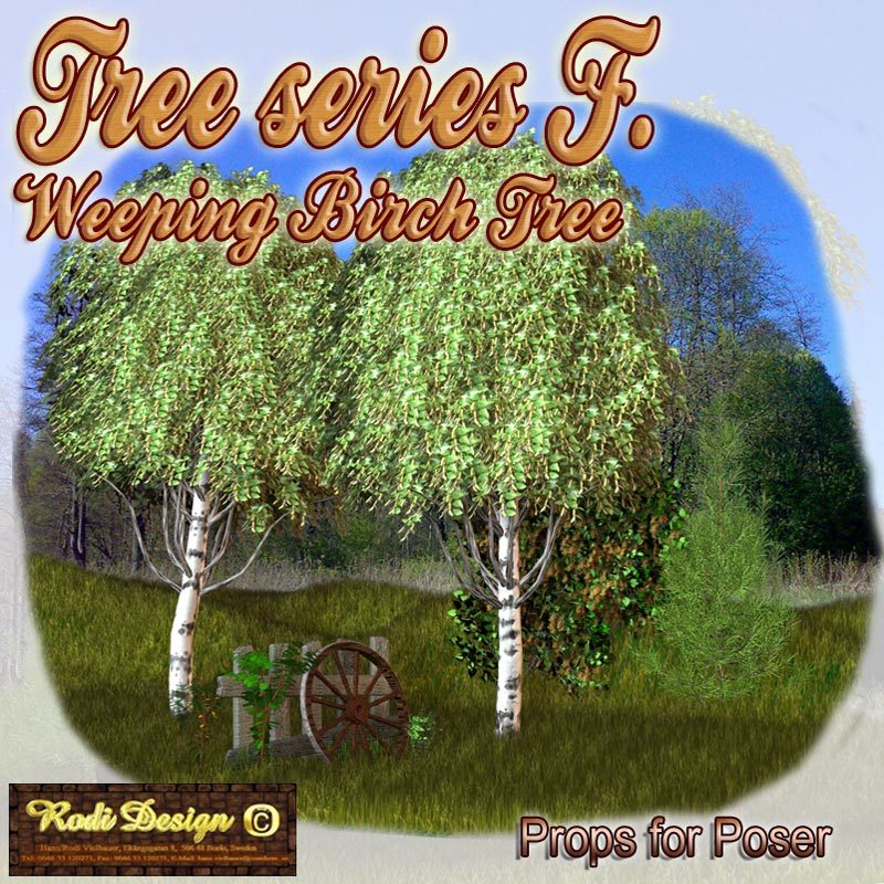 Tree Serie F, Weeping Birch Tree by N/A
