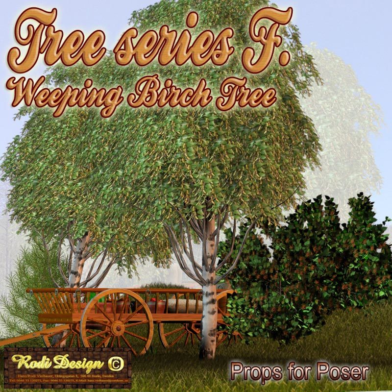 Tree Serie F, Weeping Birch Tree by N/A