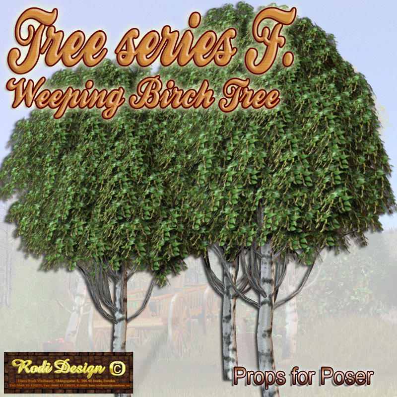 Tree Serie F, Weeping Birch Tree by N/A