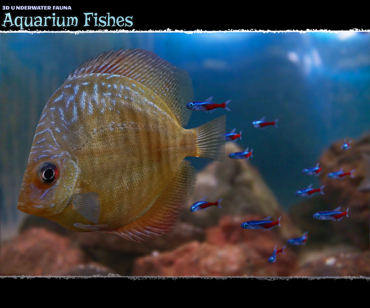 3D Underwater Fauna: Aquarium Fishes by N/A