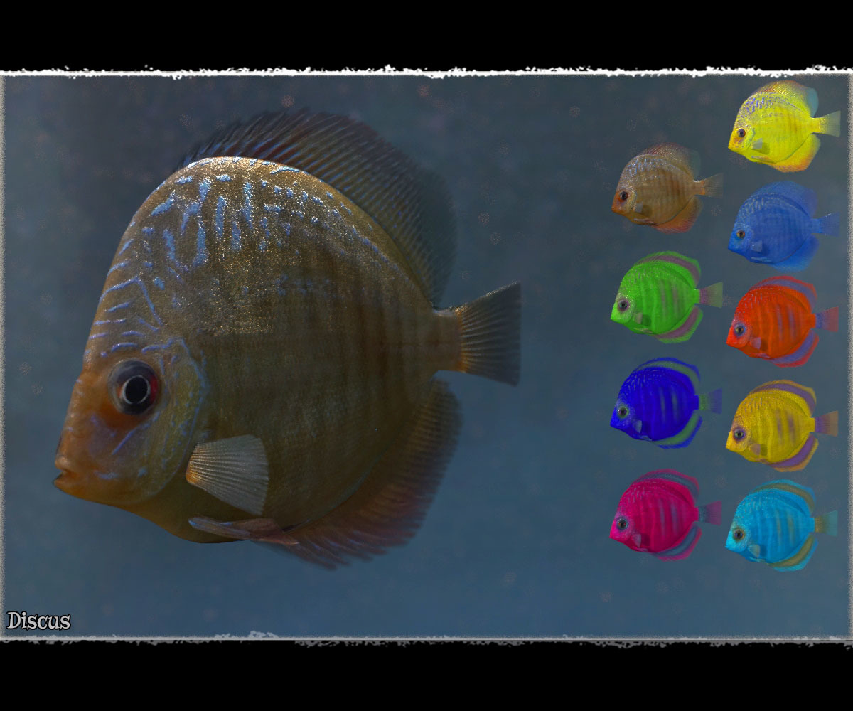 3D Underwater Fauna: Aquarium Fishes by N/A