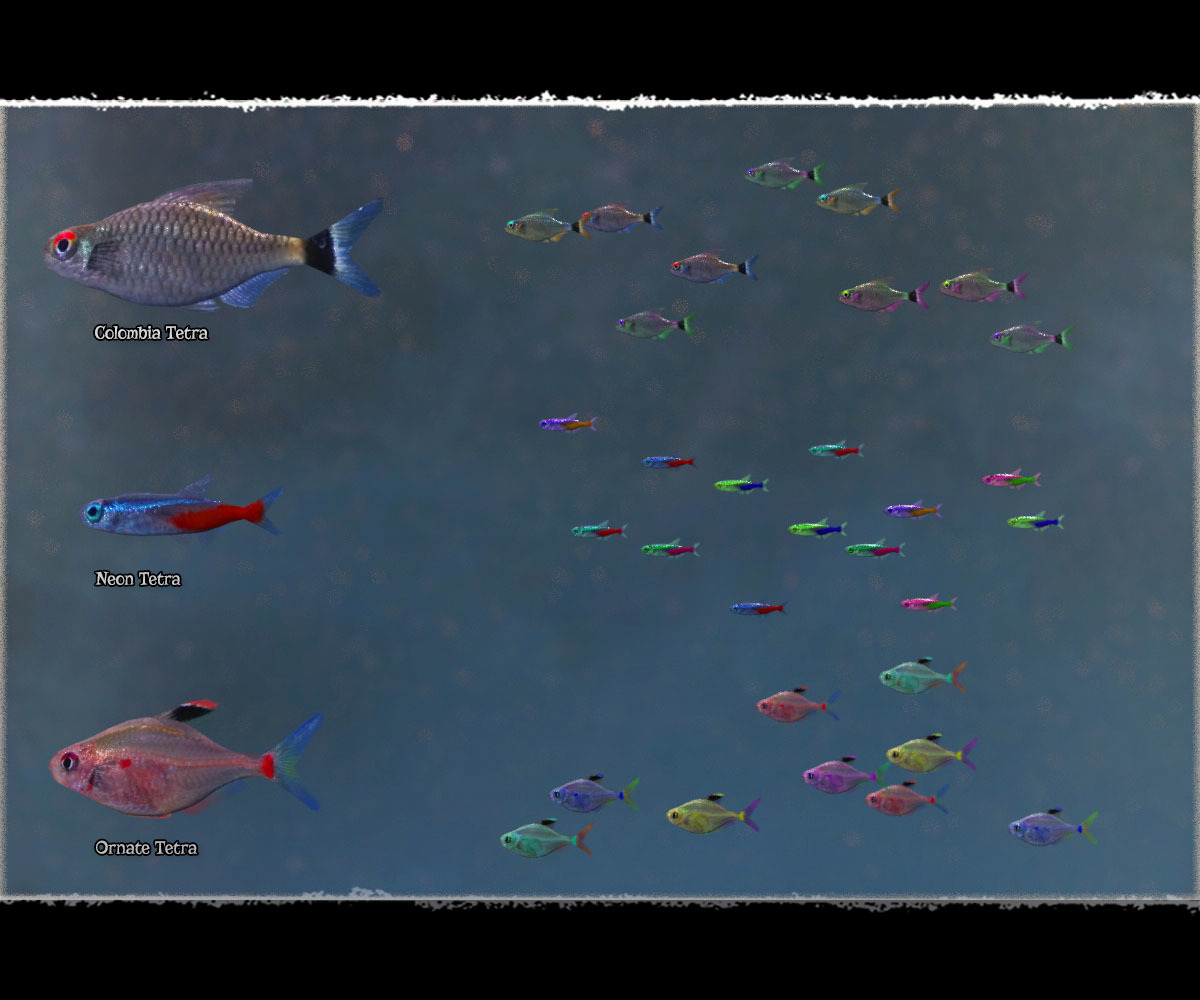 3D Underwater Fauna: Aquarium Fishes by N/A