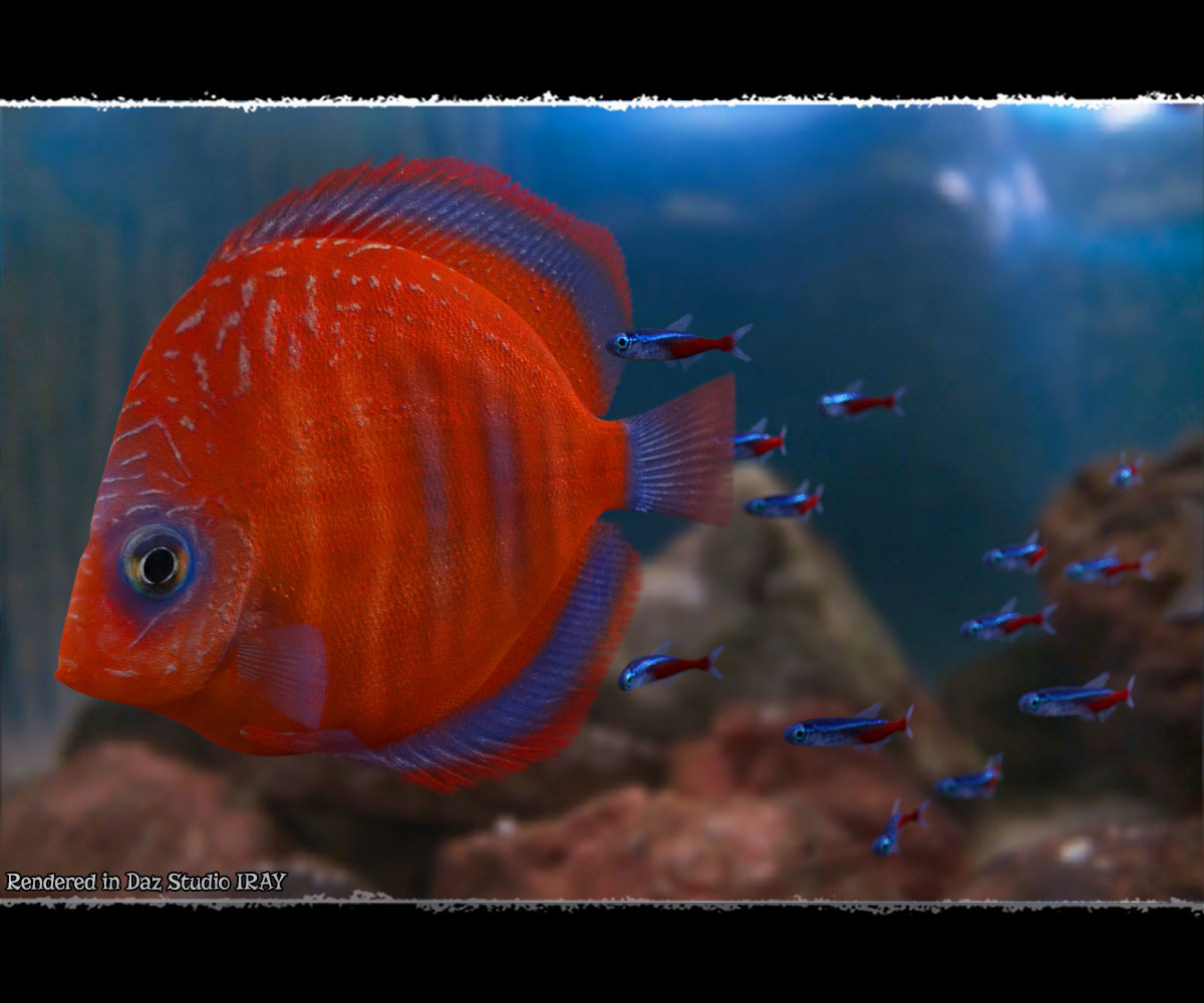 3D Underwater Fauna: Aquarium Fishes by N/A