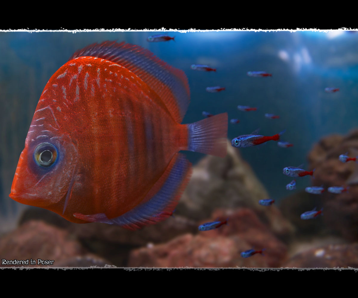 3D Underwater Fauna: Aquarium Fishes by N/A
