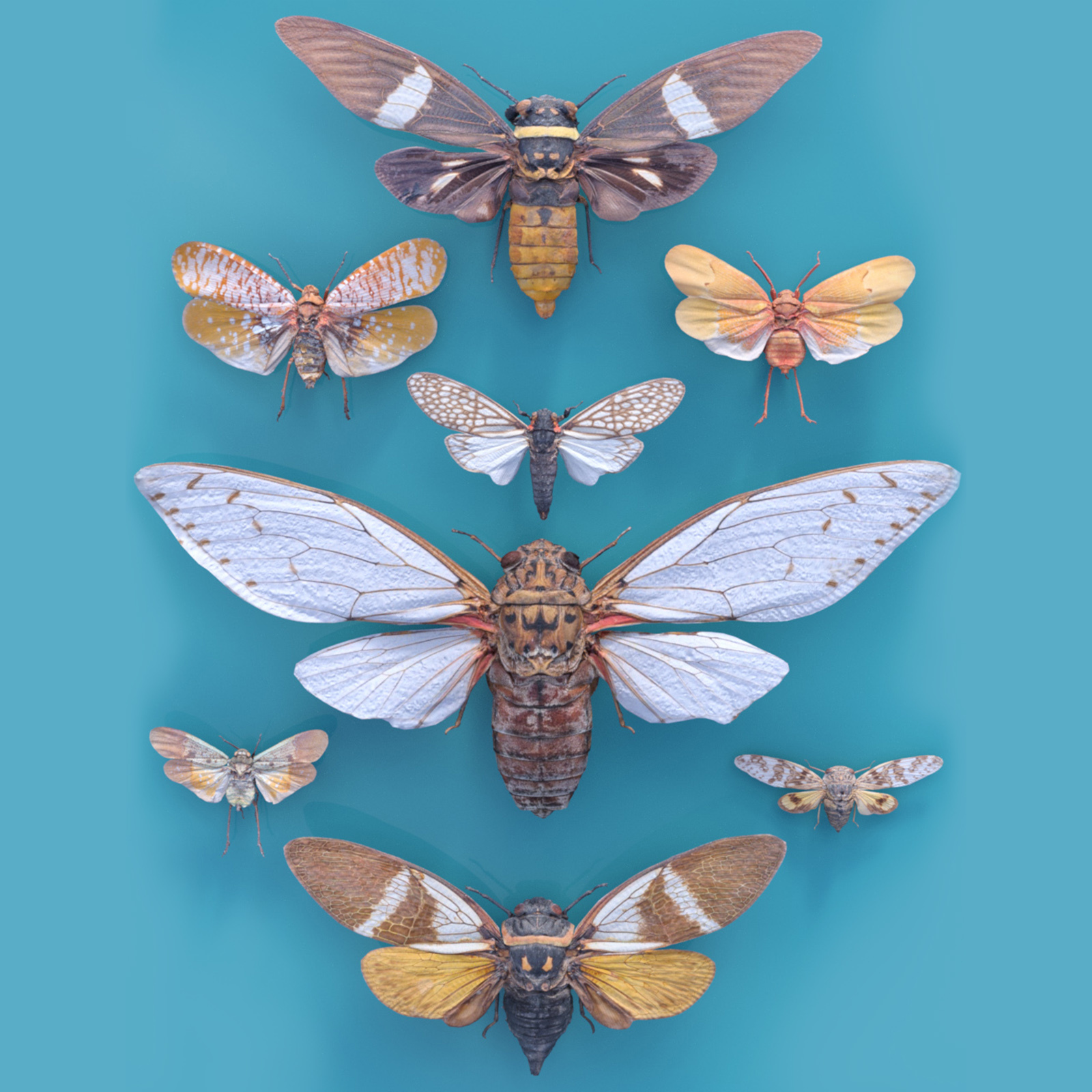 Cicada Collection by N/A