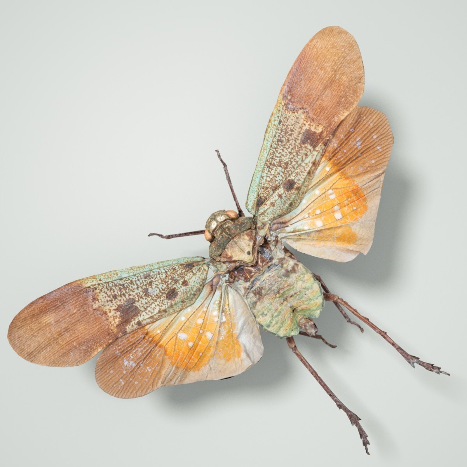 Cicada Collection by N/A