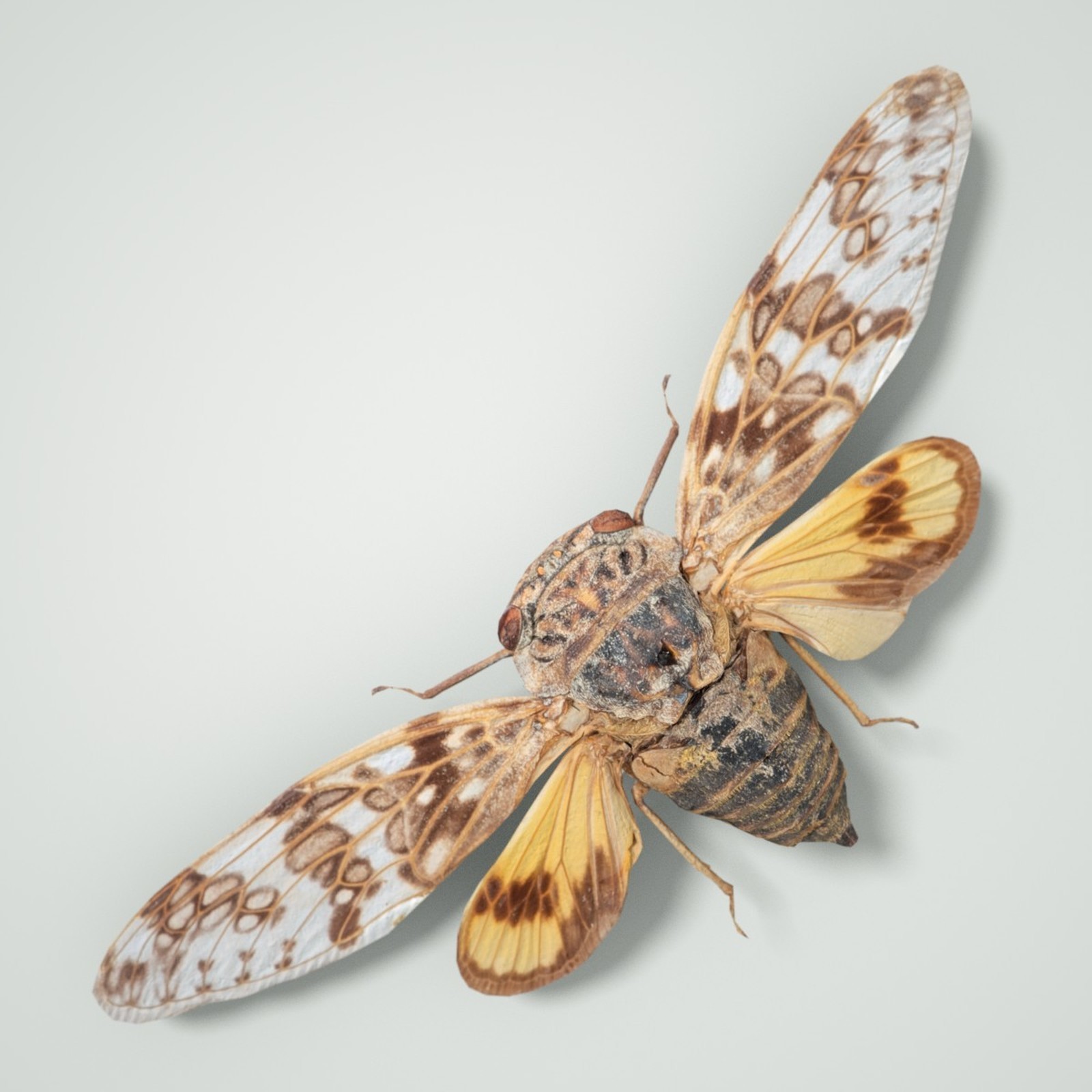 Cicada Collection by N/A