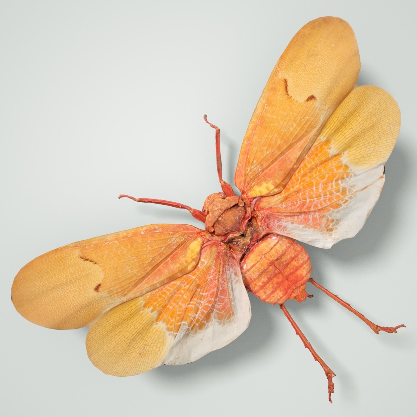 Cicada Collection by N/A