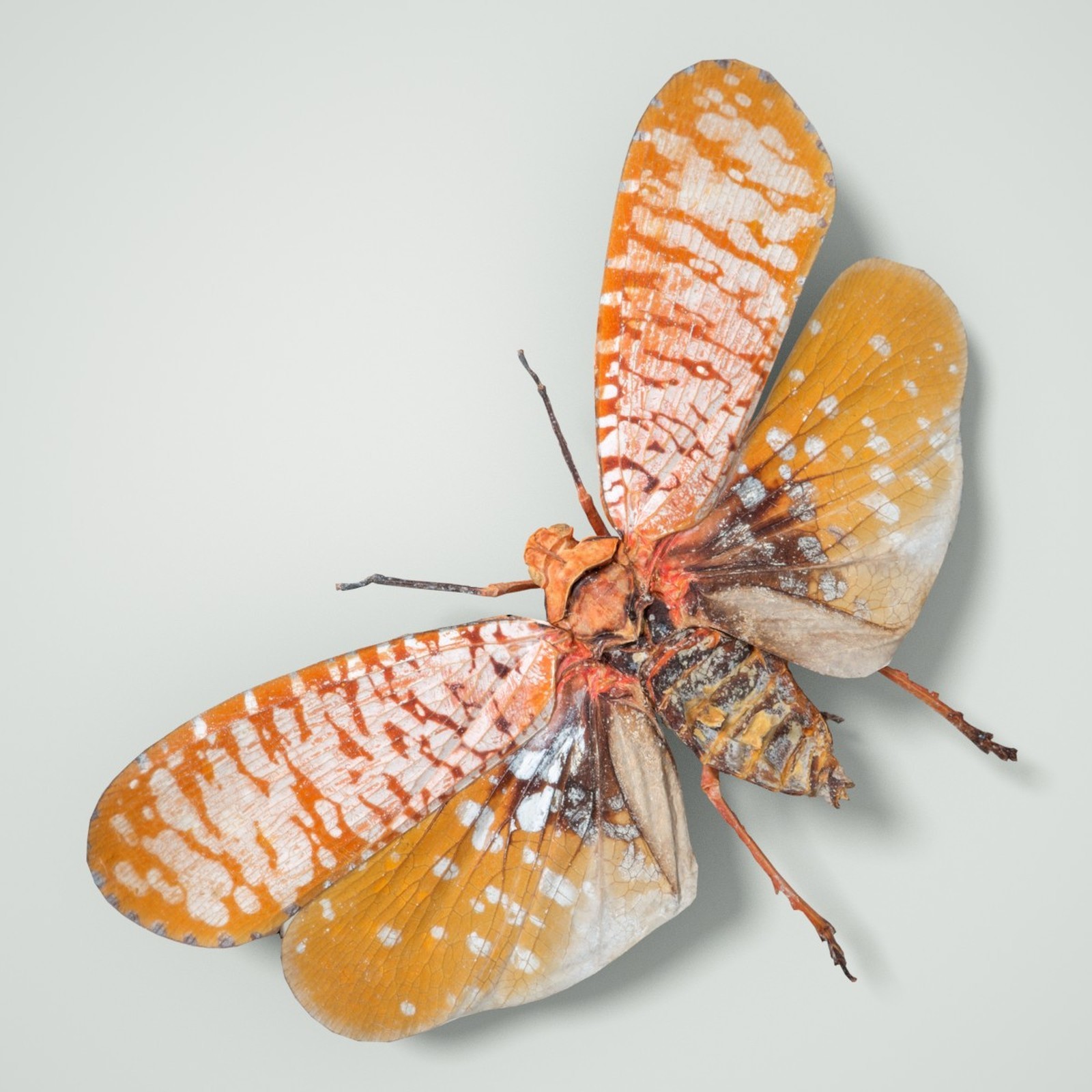 Cicada Collection by N/A