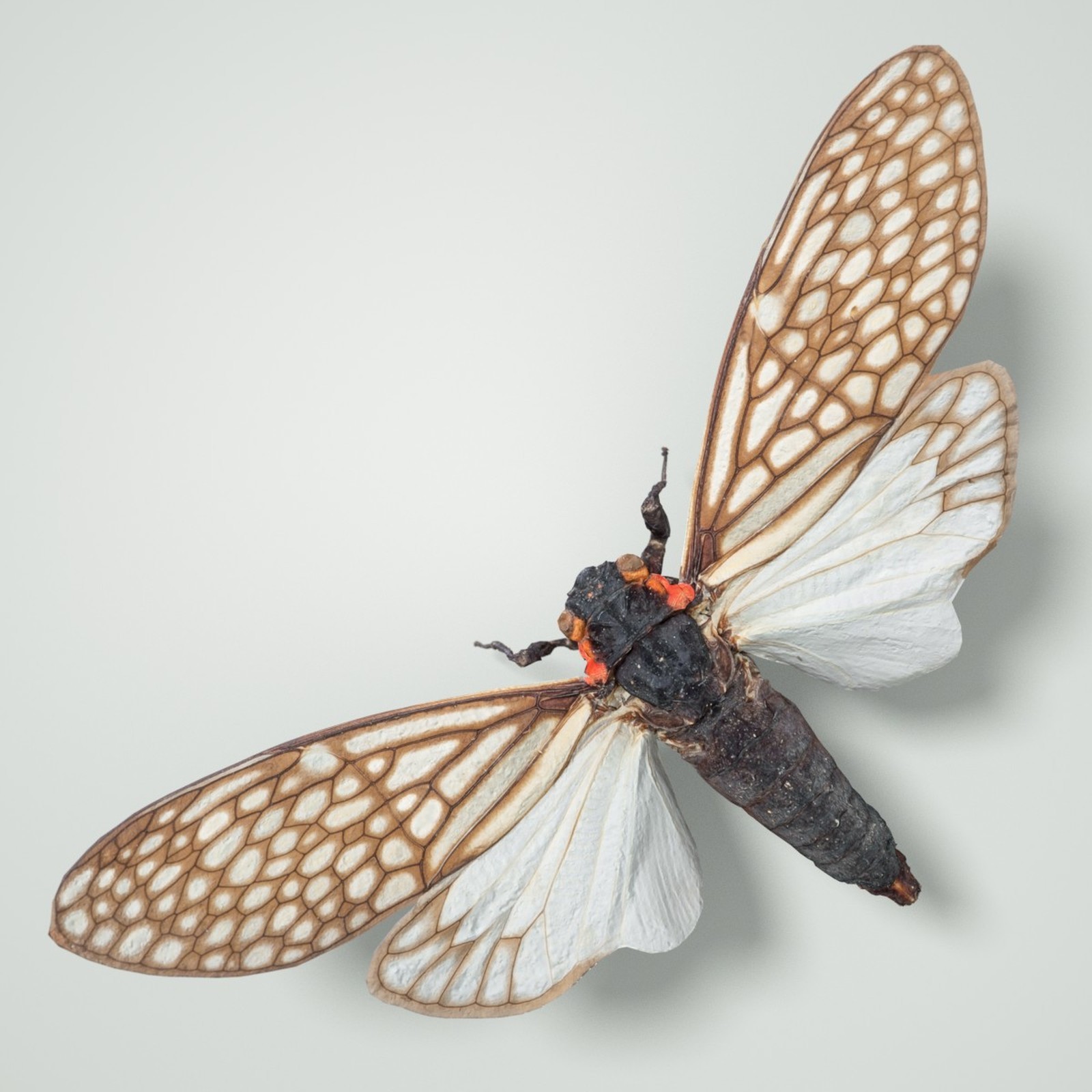 Cicada Collection by N/A