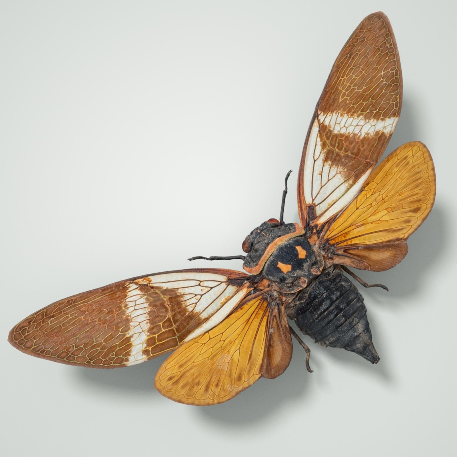 Cicada Collection by N/A