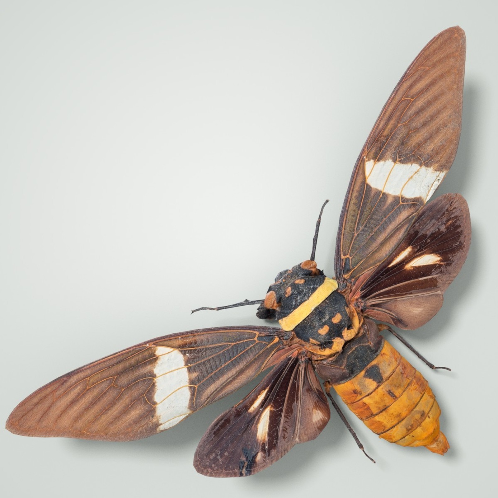 Cicada Collection by N/A