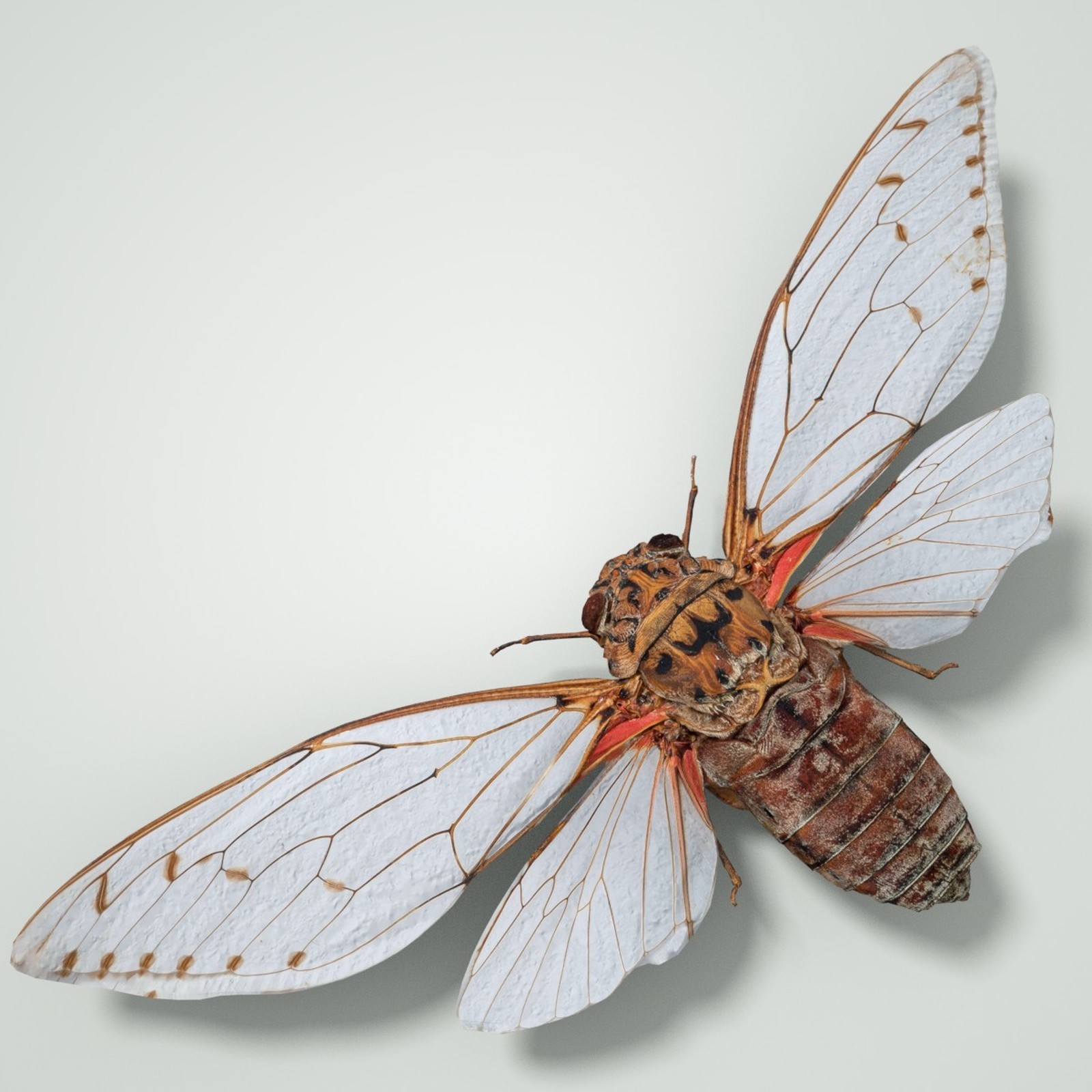Cicada Collection by N/A