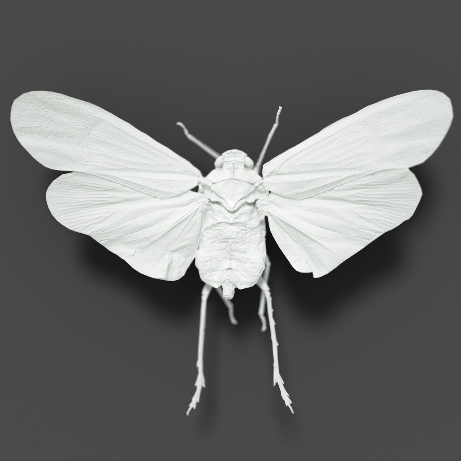 Cicada Collection by N/A