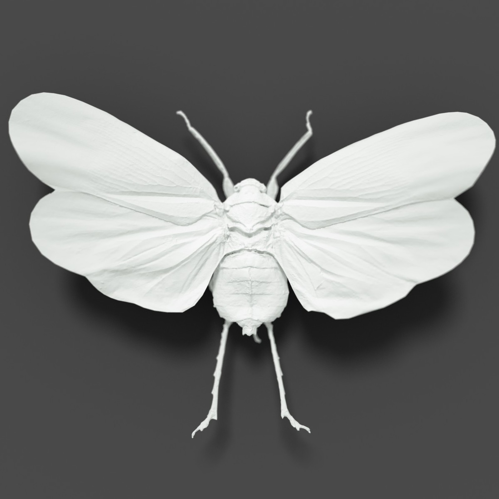 Cicada Collection by N/A