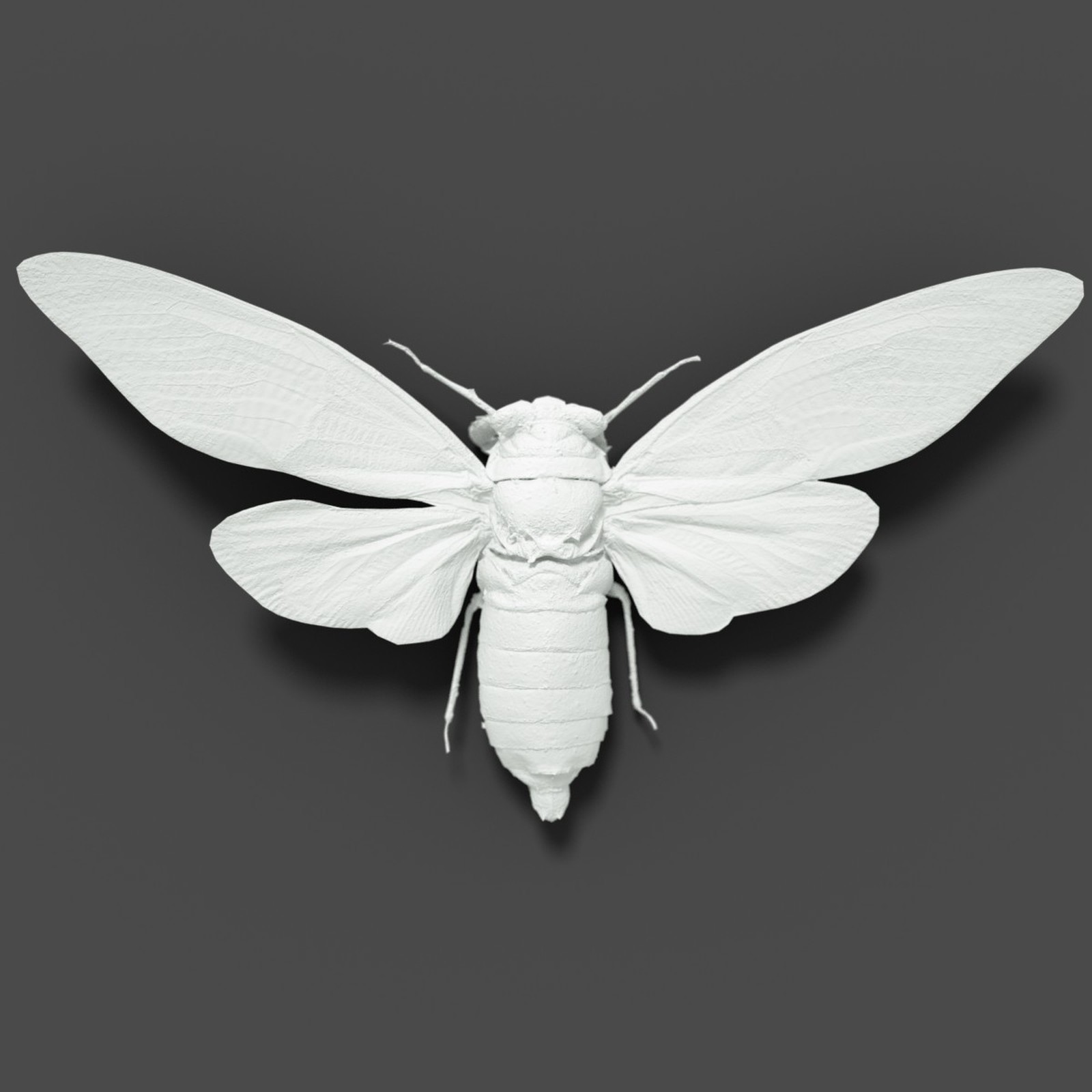 Cicada Collection by N/A