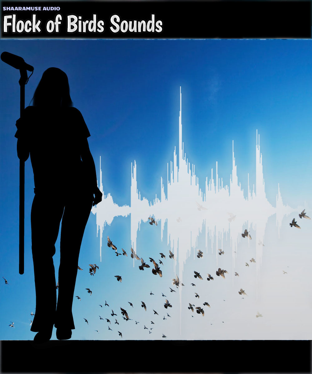 Shaaramuse Audio: Flock of Birds Sounds by N/A