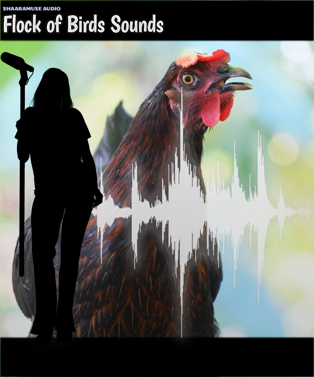 Shaaramuse Audio: Chickenhouse Sounds by N/A