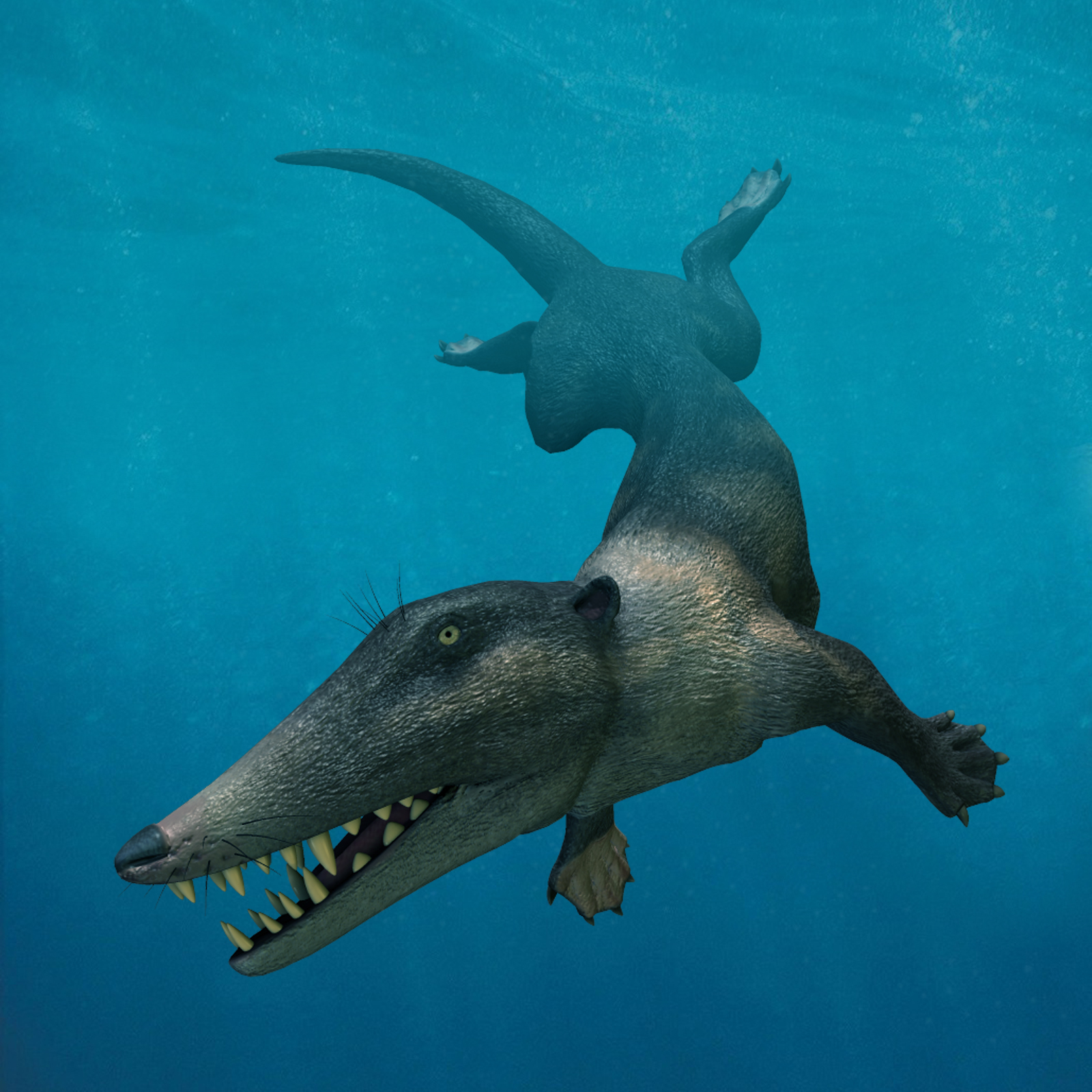 Abulocetus DR by N/A