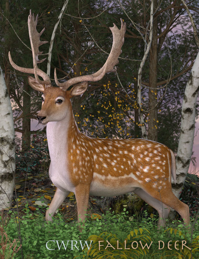 CWRW Fallow Deer by N/A