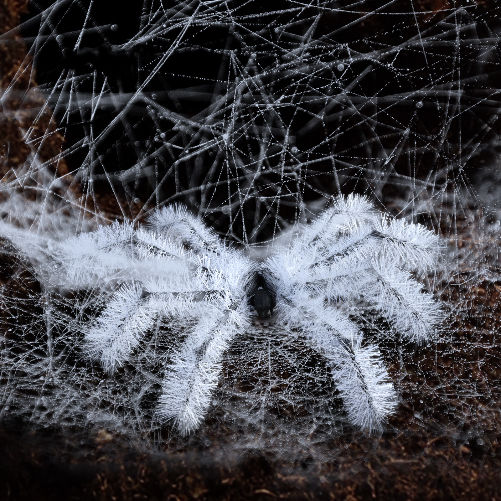Spider Bristles Addon for G8F by N/A